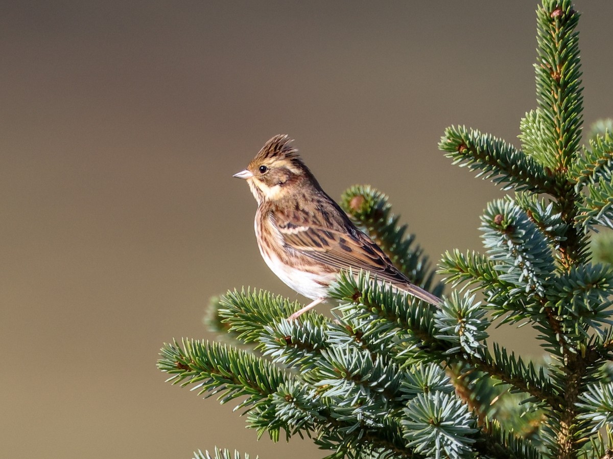 Rustic Bunting - Mike Edgecombe