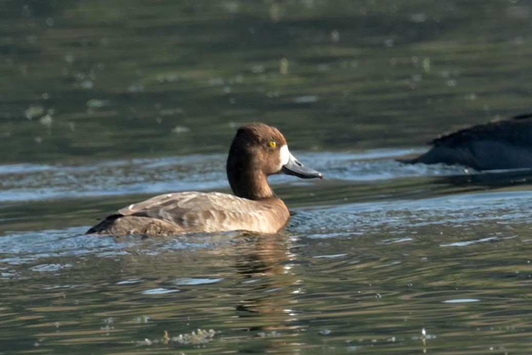 Least Grebe - ML615952391