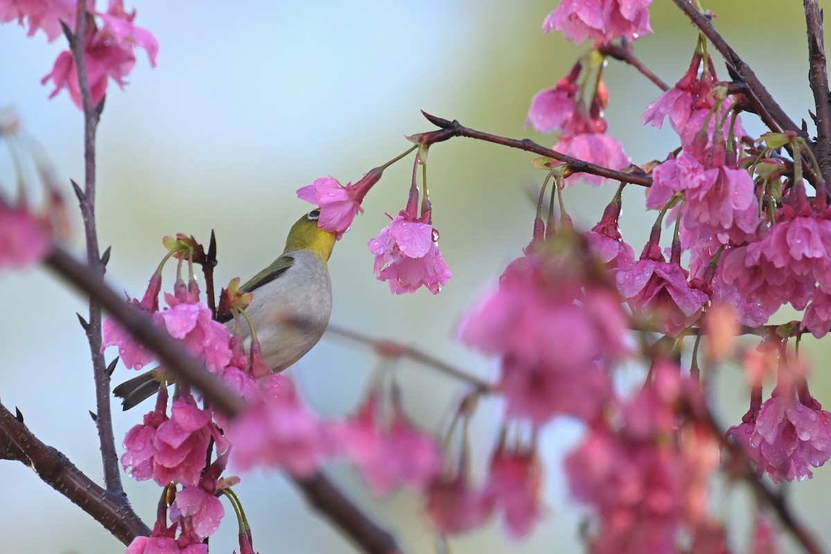 Swinhoe's White-eye - ML615952401