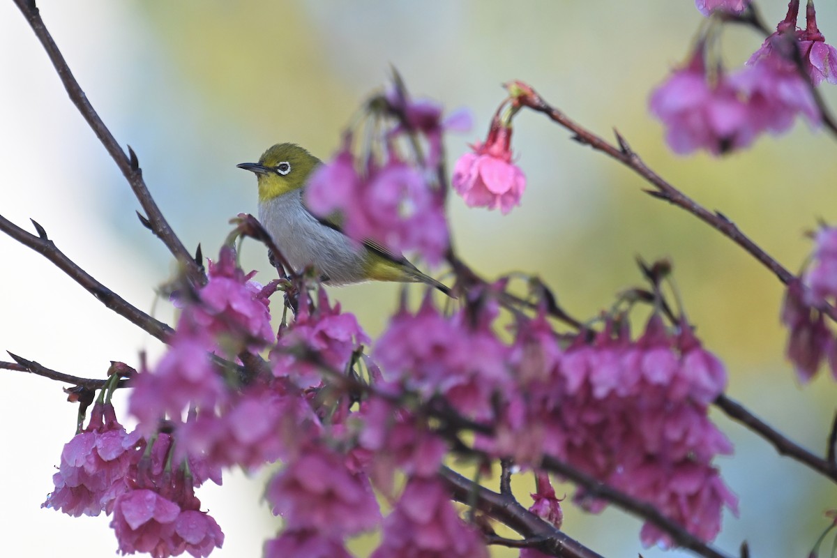 Swinhoe's White-eye - ML615952402