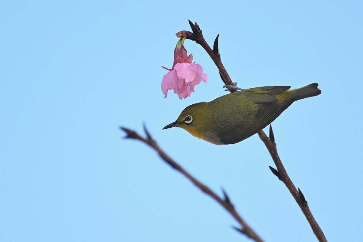 Swinhoe's White-eye - ML615952403