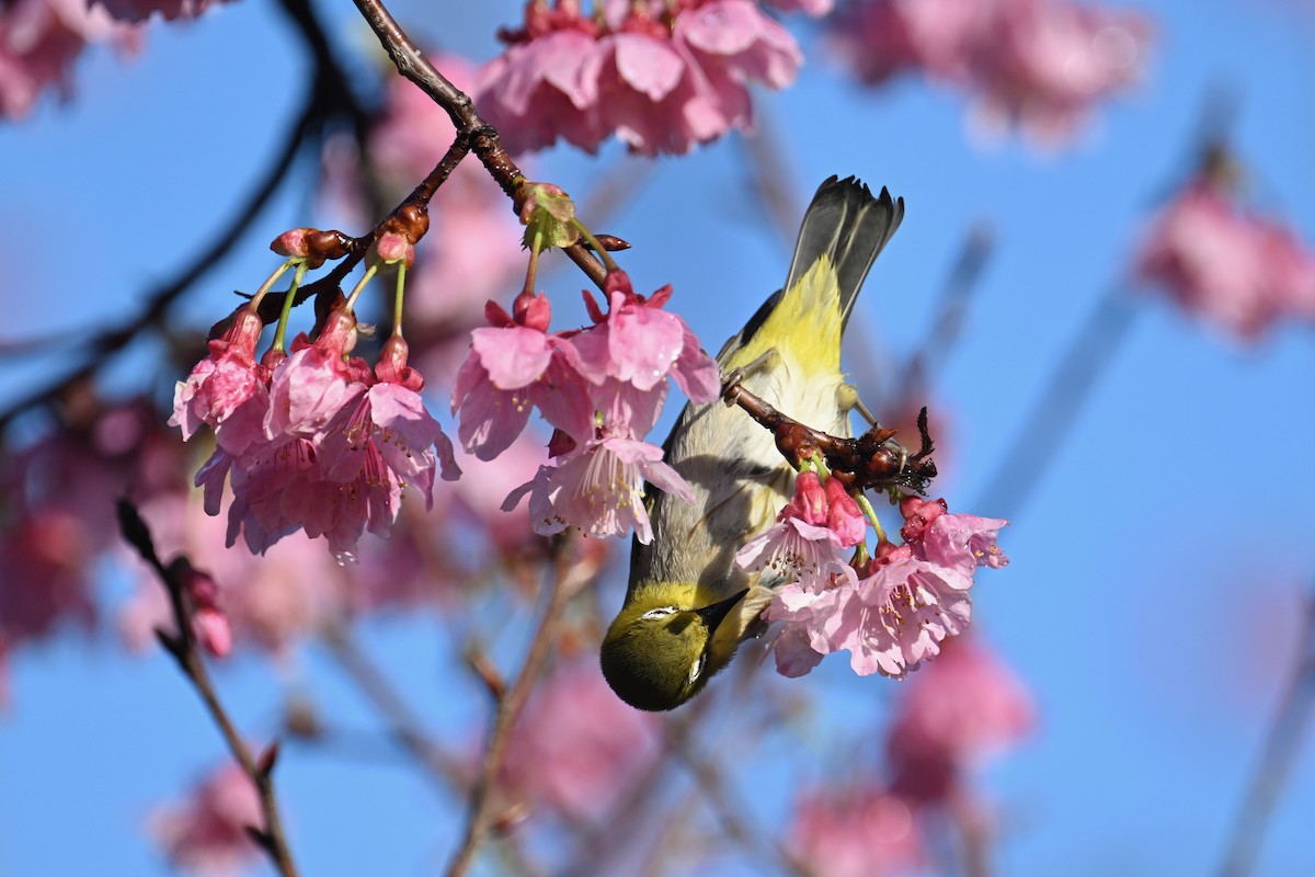 Swinhoe's White-eye - ML615952404