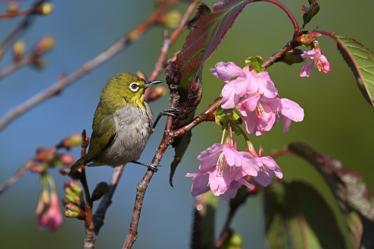 Swinhoe's White-eye - ML615952405