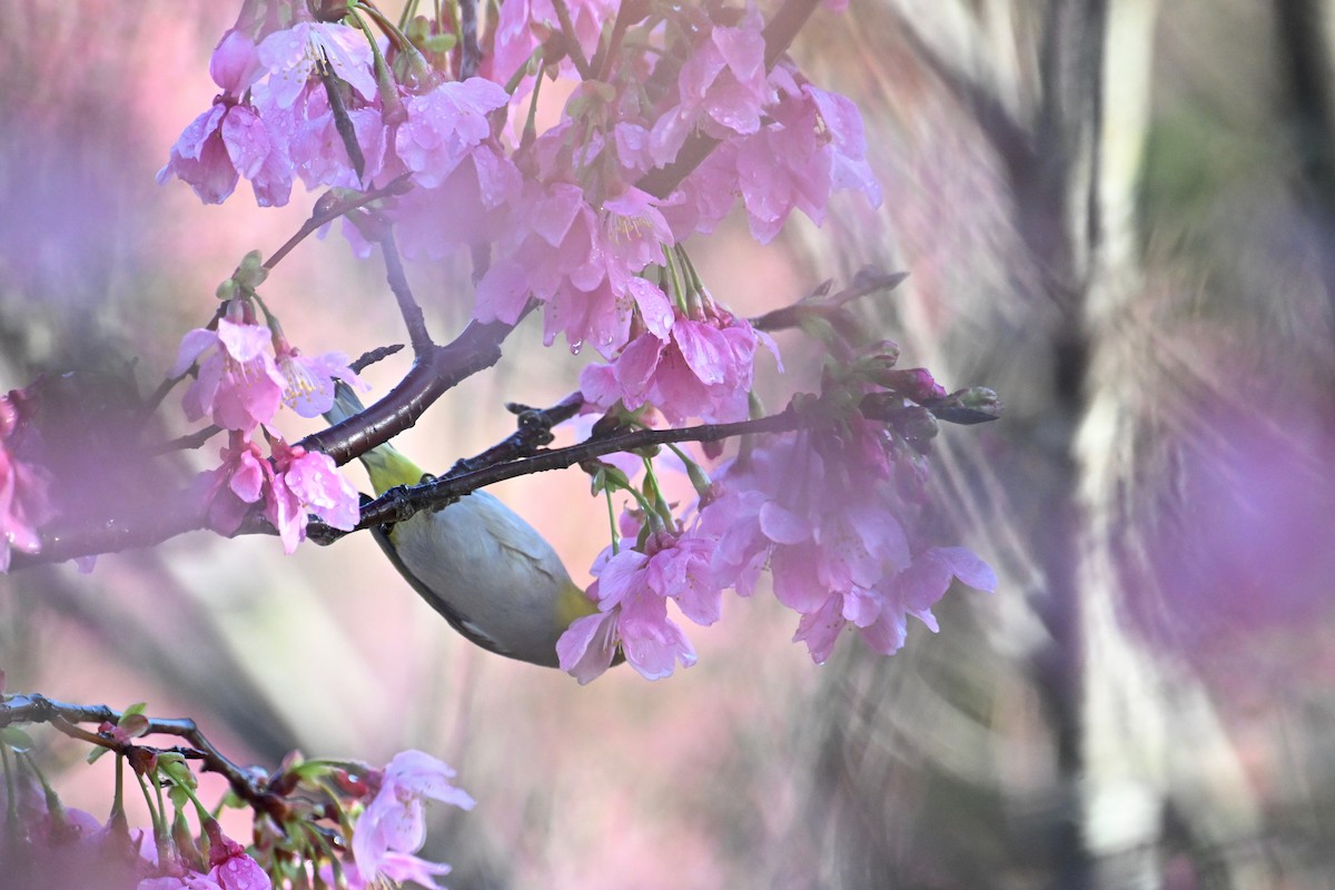 Swinhoe's White-eye - ML615952406