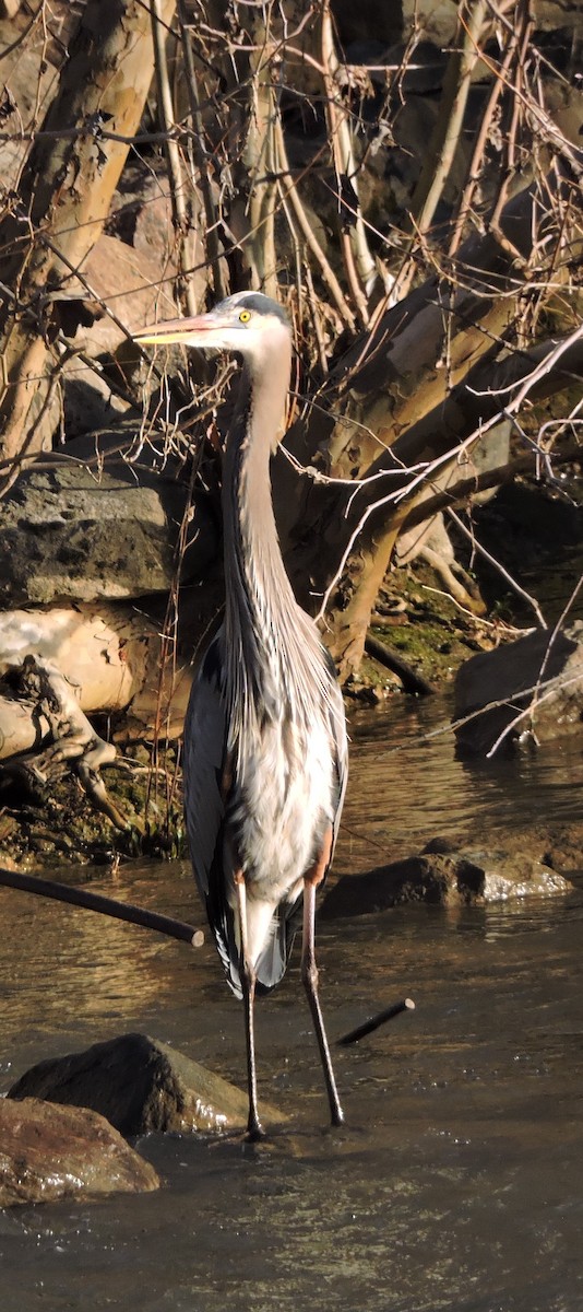 Great Blue Heron - Michael Clay