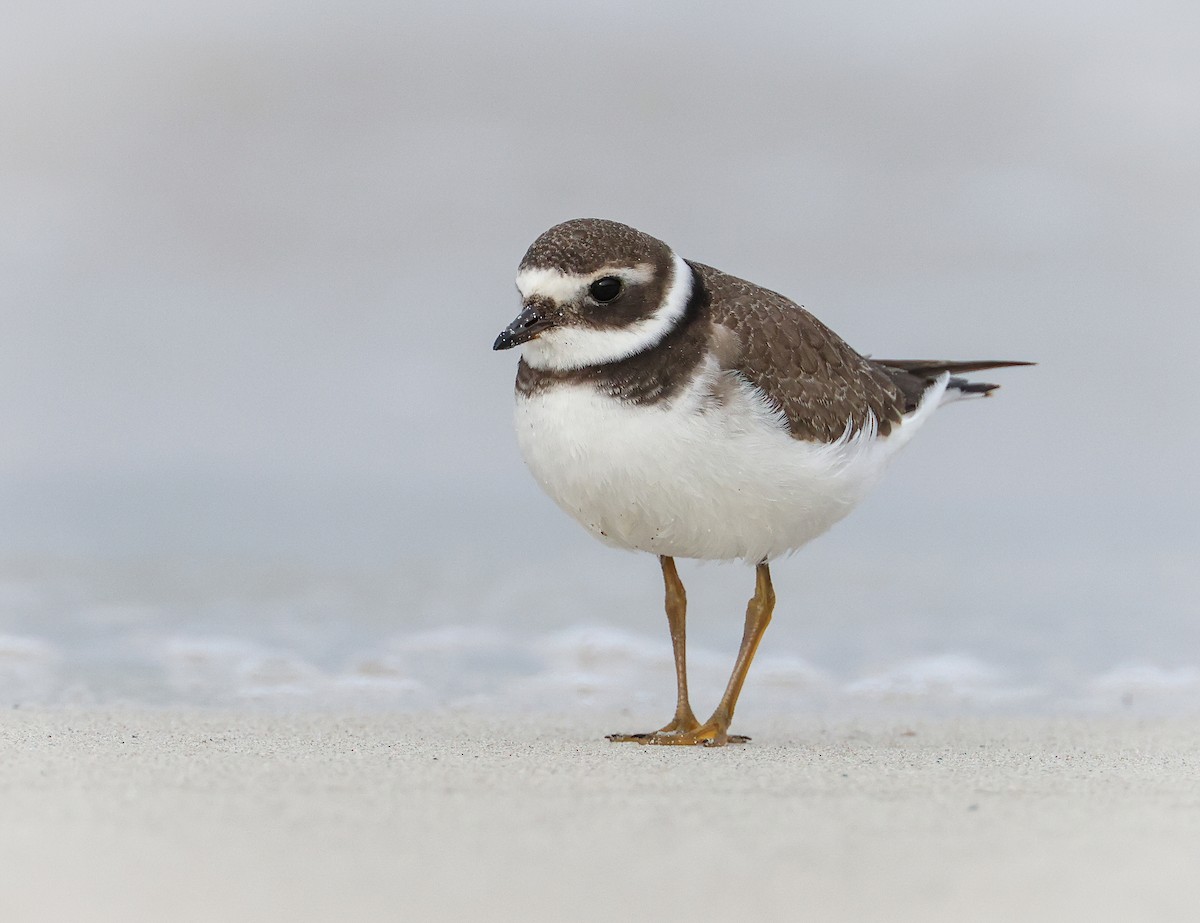 Common Ringed Plover - ML615952416