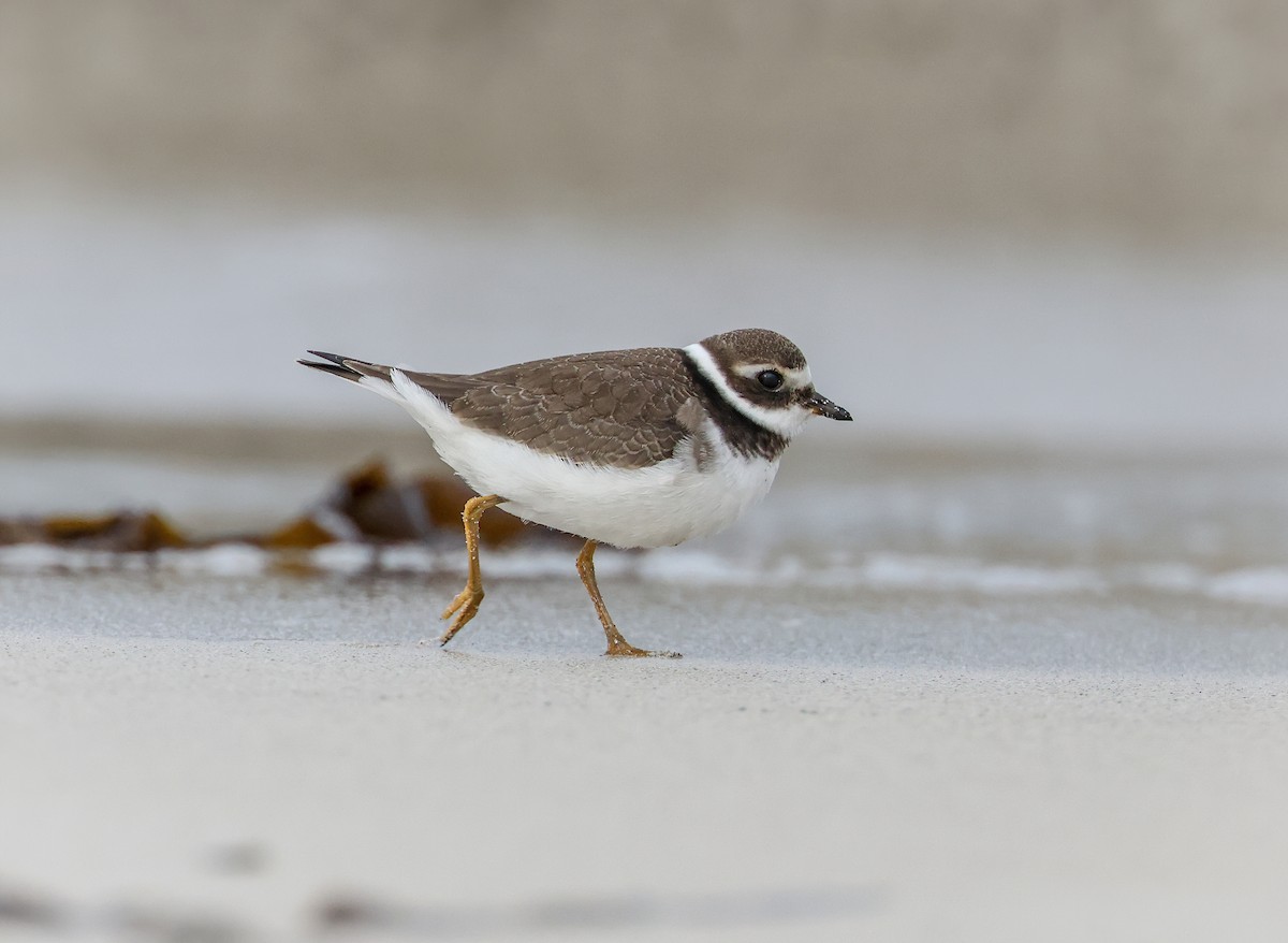 Common Ringed Plover - ML615952417