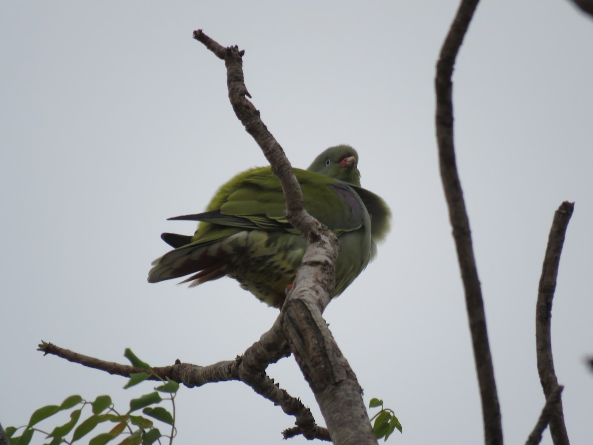 African Green-Pigeon - ML615952437
