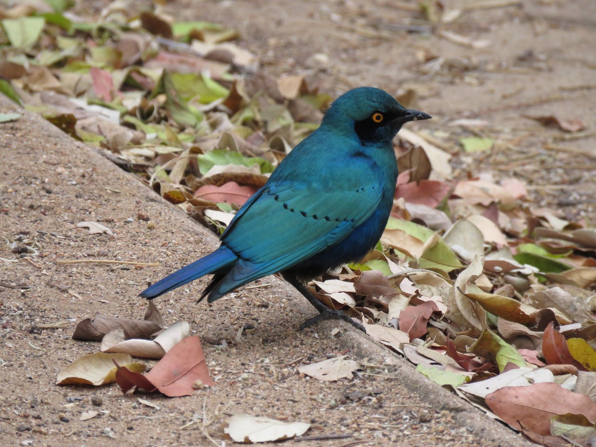 Greater Blue-eared Starling - Chen Faibis