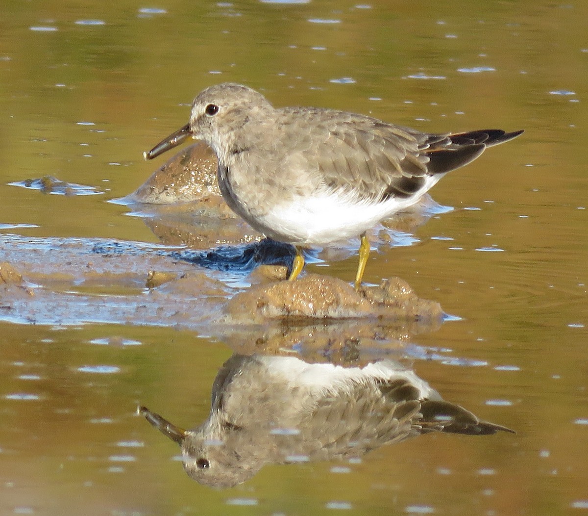 Temminck's Stint - ML615952445