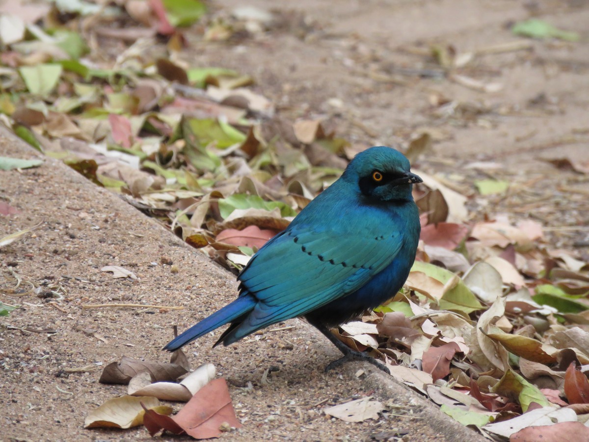 Greater Blue-eared Starling - ML615952451