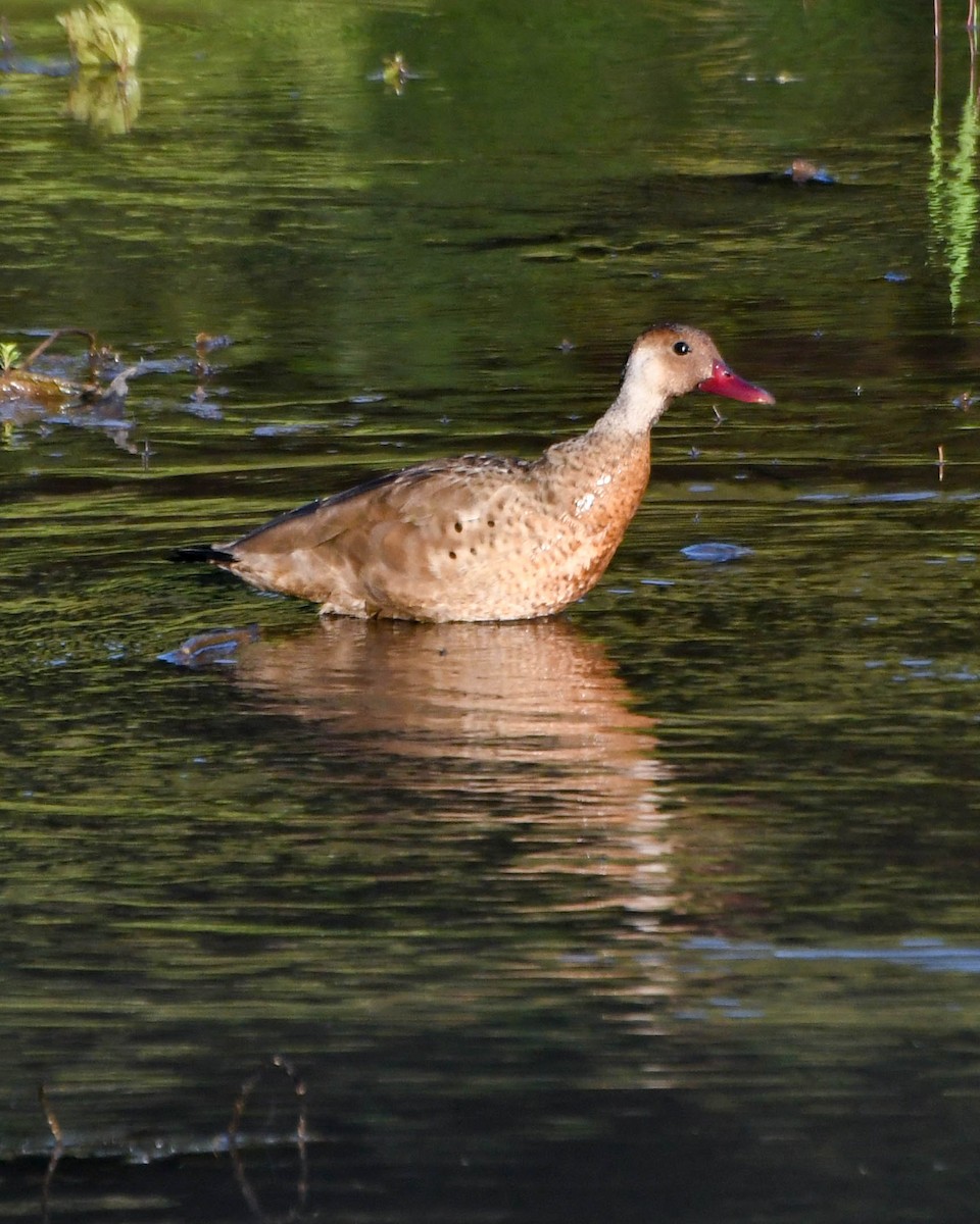 Pato Brasileño - ML615952455