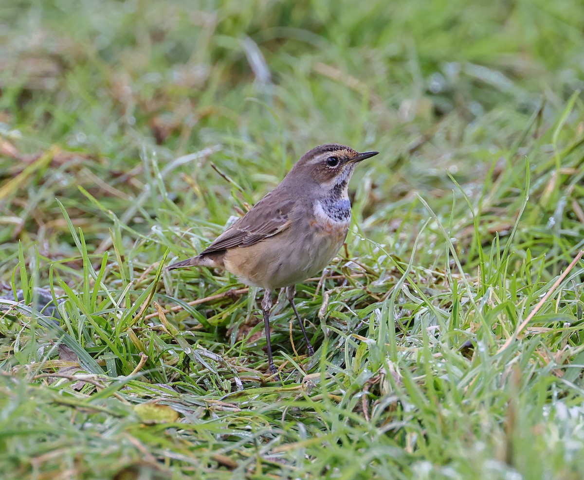 Bluethroat - Mike Edgecombe