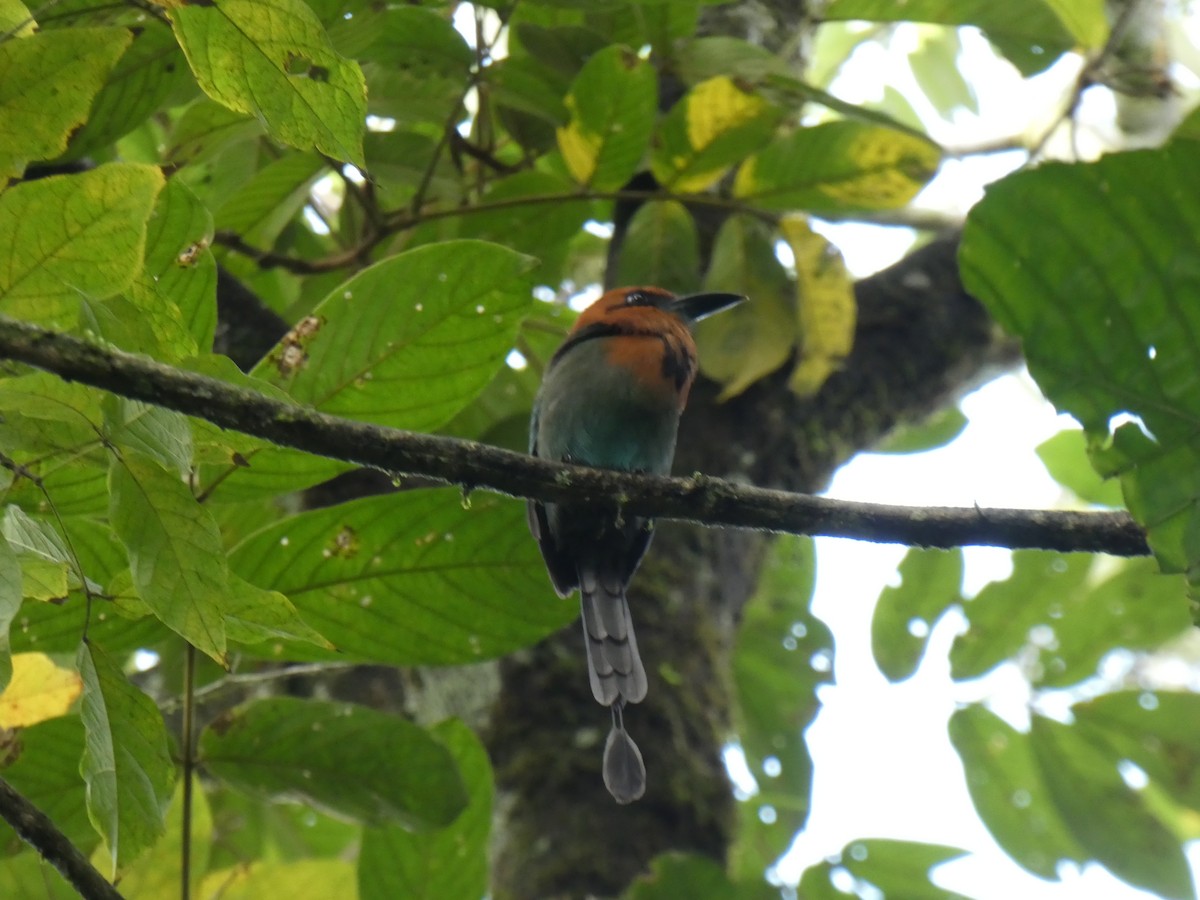 Motmot à bec large - ML615952473