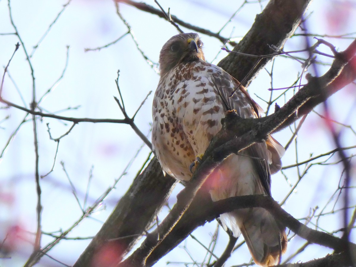 Red-shouldered Hawk - Luke Knutson