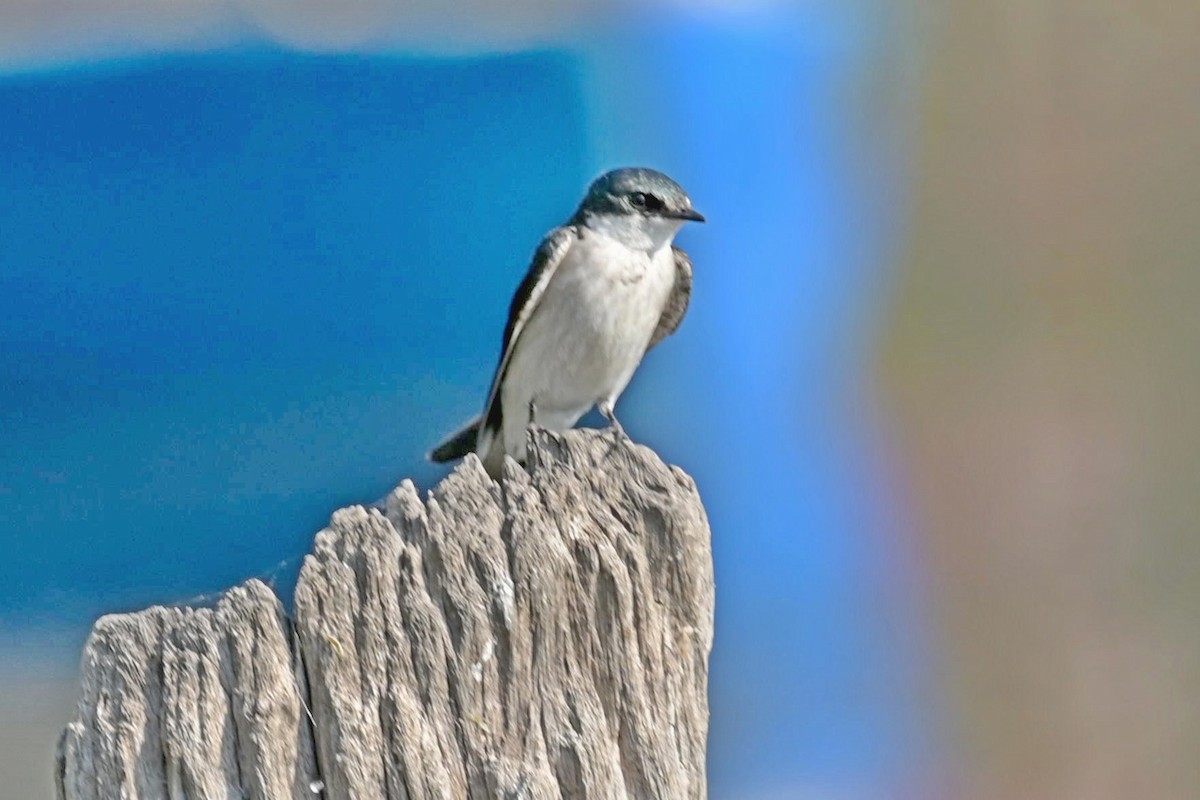 Mangrove Swallow - ML615952496