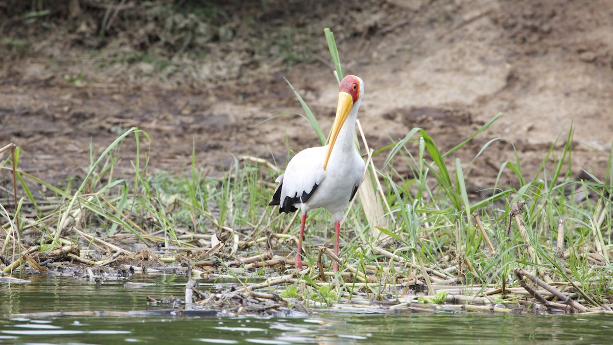 Yellow-billed Stork - ML615952499