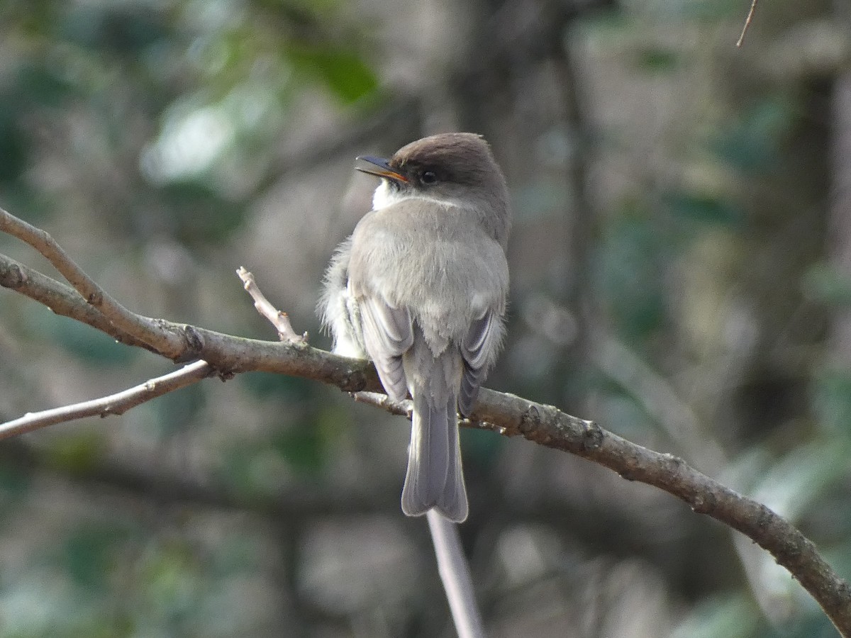 Eastern Phoebe - ML615952522