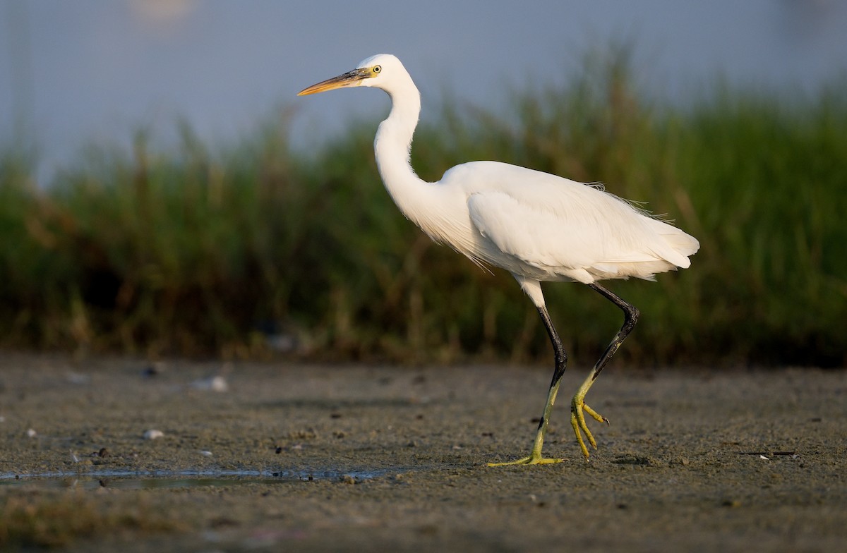 Western Reef-Heron - ML615952590