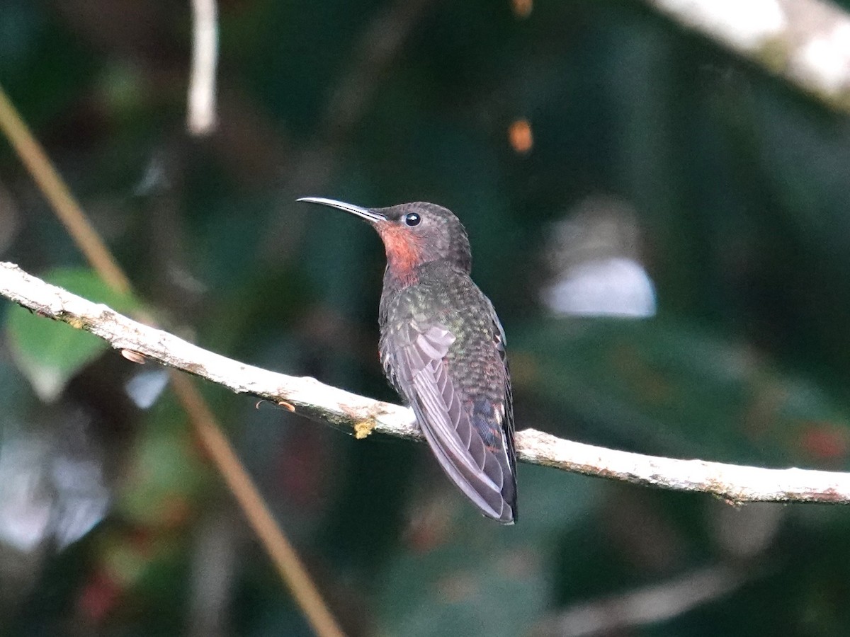 kolibřík černobílý - ML615952606