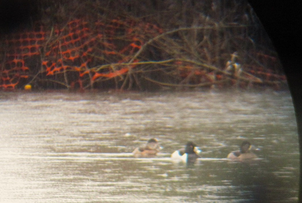 Ring-necked Duck - ML615952636