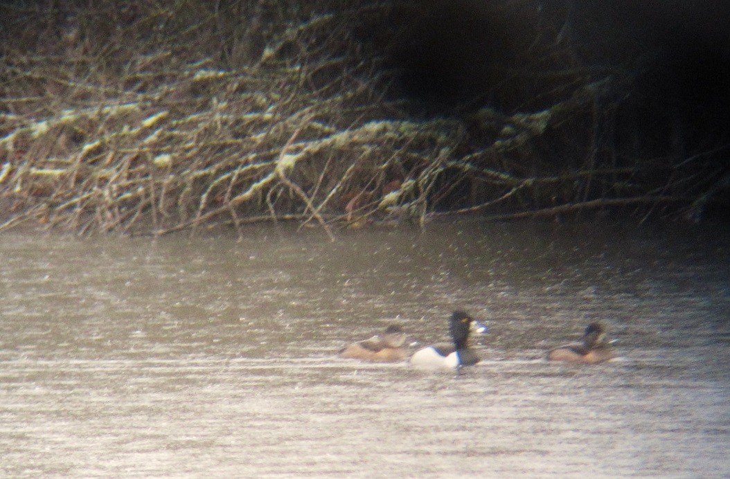 Ring-necked Duck - ML615952646