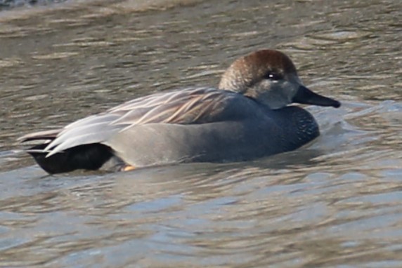 Gadwall - michael vedder