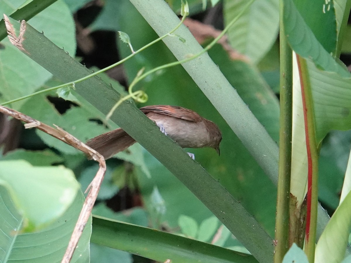 Rufous-fronted Thornbird (Rufous-winged) - ML615952732