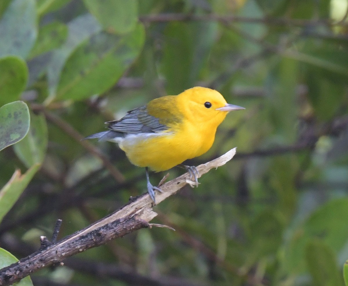 Prothonotary Warbler - Ernest Crvich