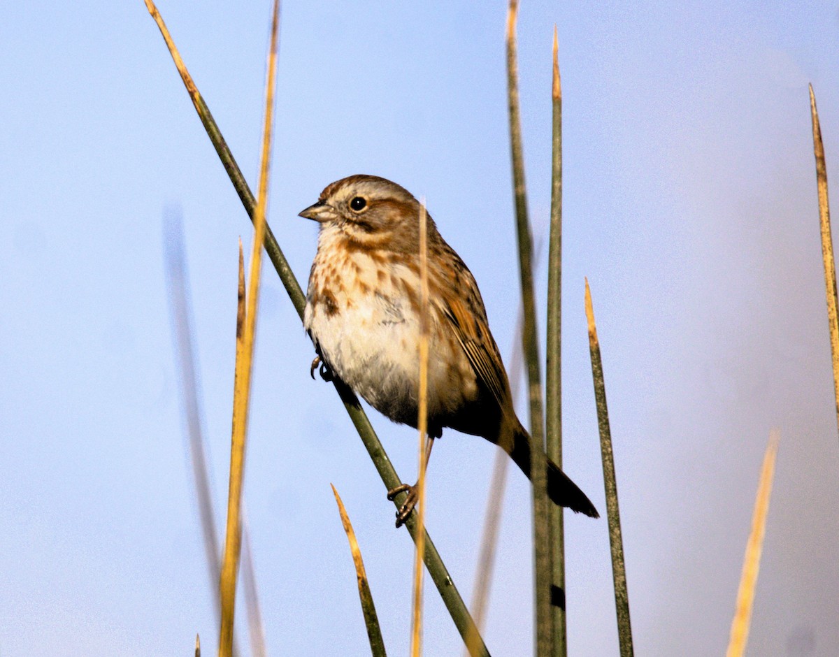 Song Sparrow - ML615952749