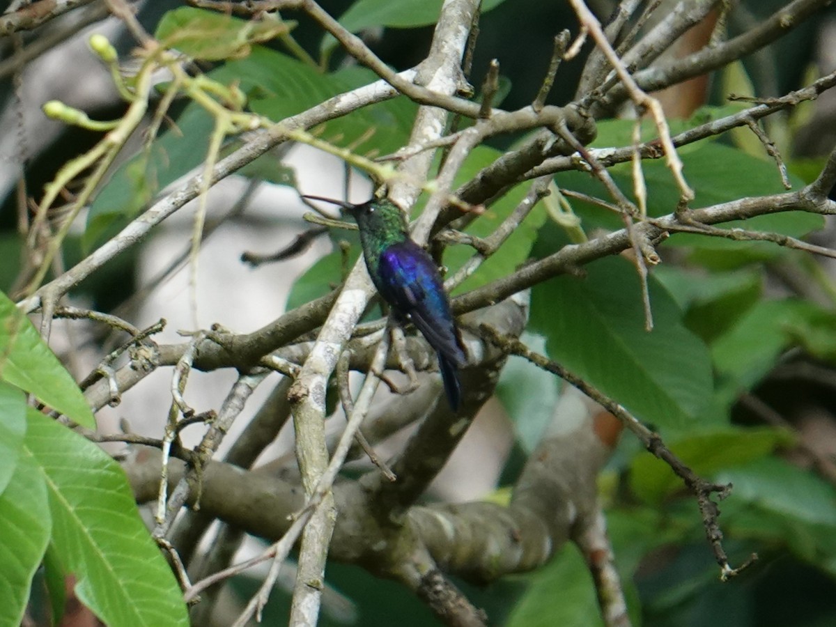 kolibřík pralesní - ML615952762