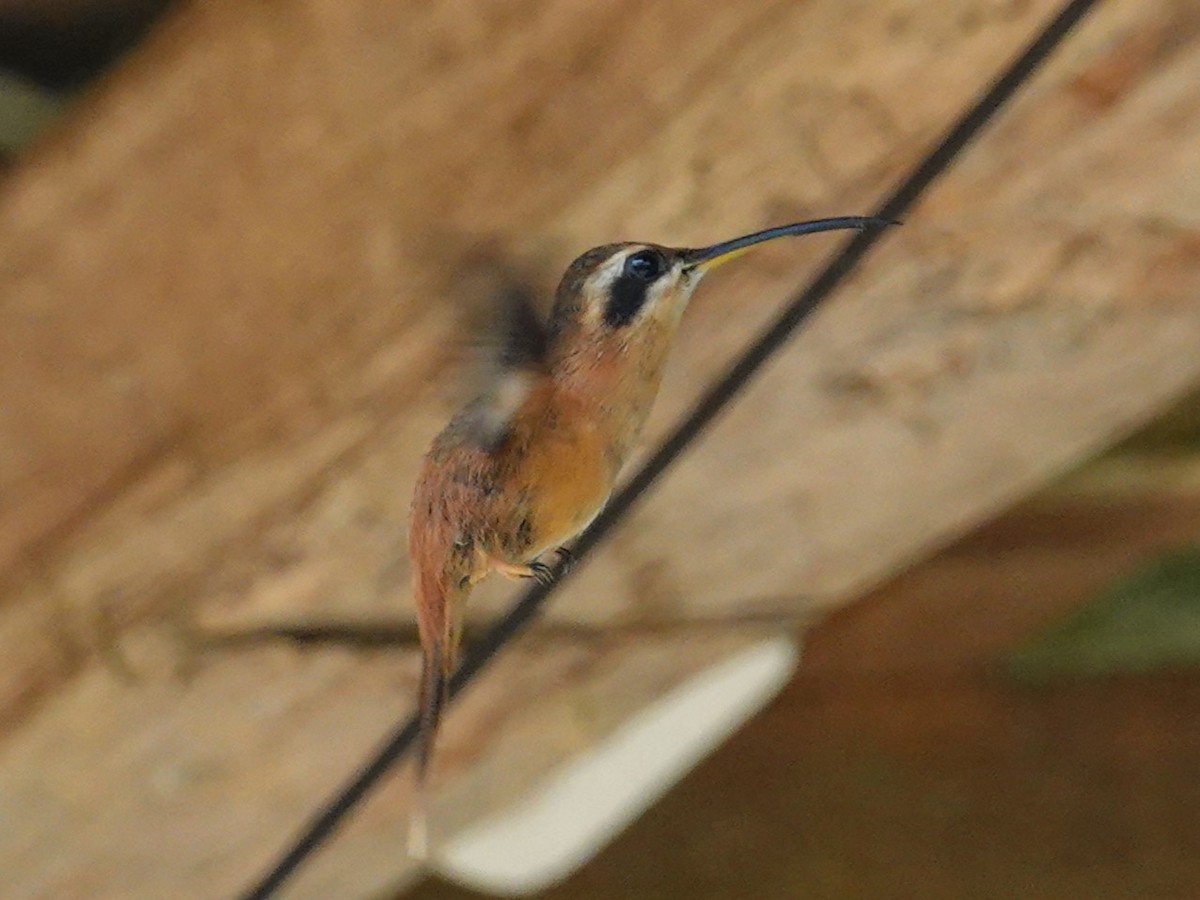 kolibřík malý - ML615952779