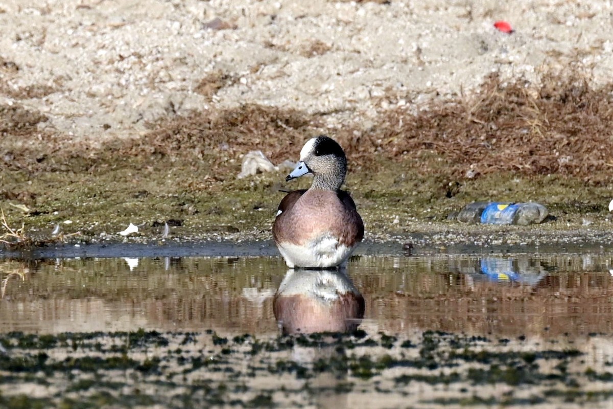 American Wigeon - ML615952822