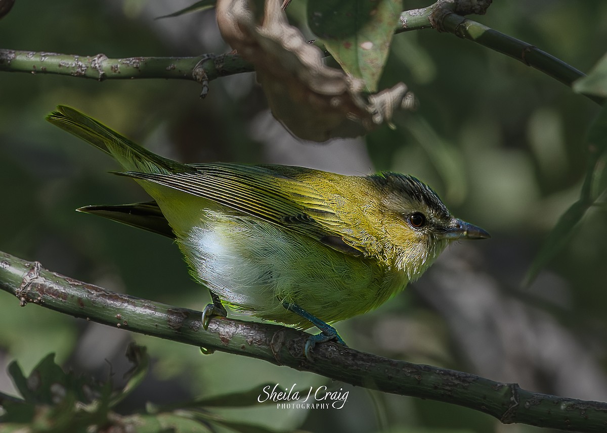 Kızıl Gözlü Vireo - ML615952841