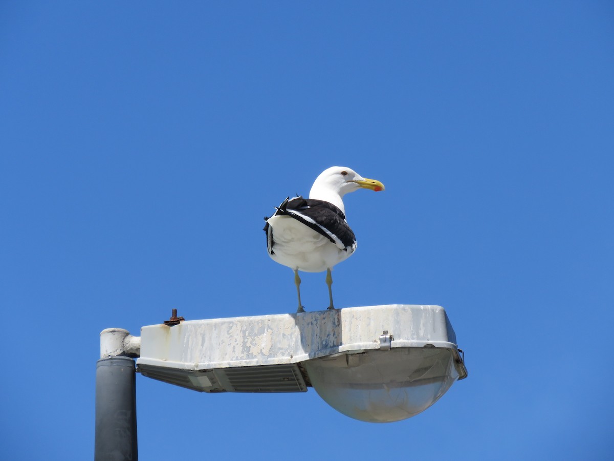 Kelp Gull - ML615952857