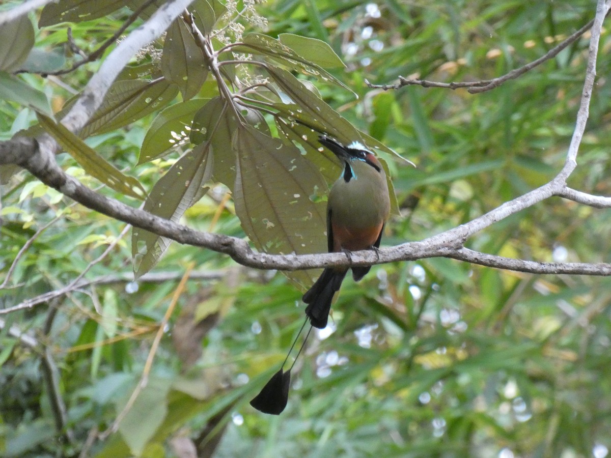 Motmot à sourcils bleus - ML615952908