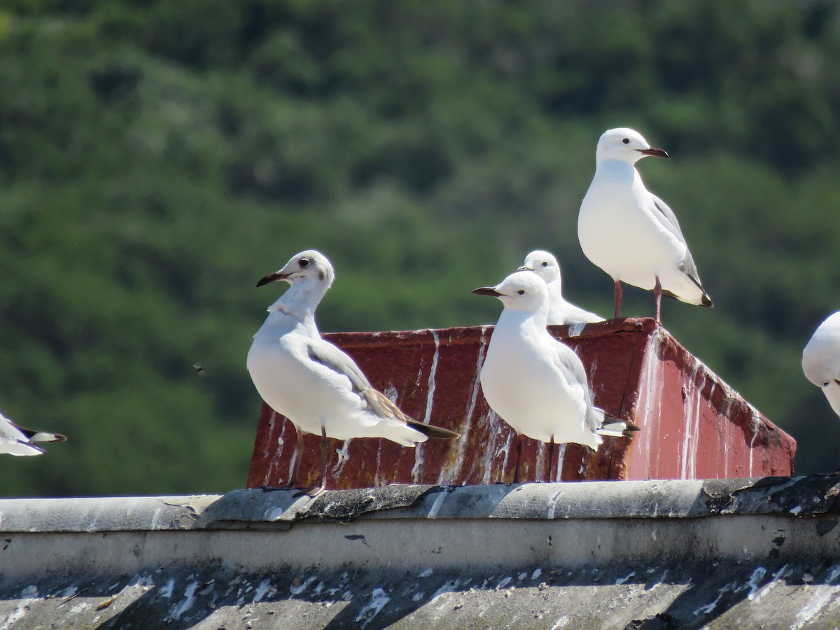 Mouette à tête grise - ML615952952