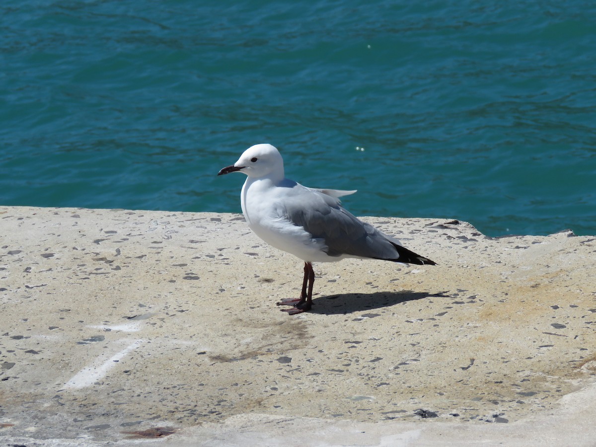 Mouette de Hartlaub - ML615952961