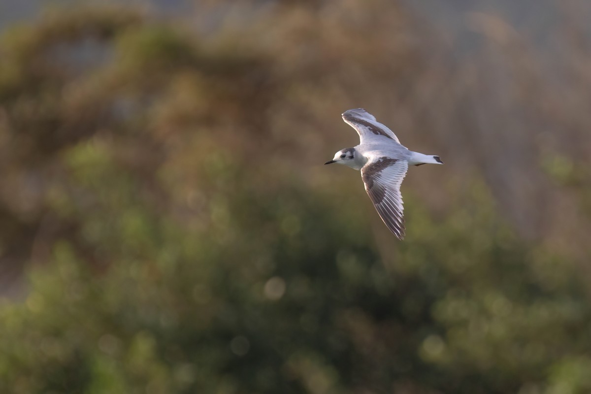 Little Gull - ML615953117