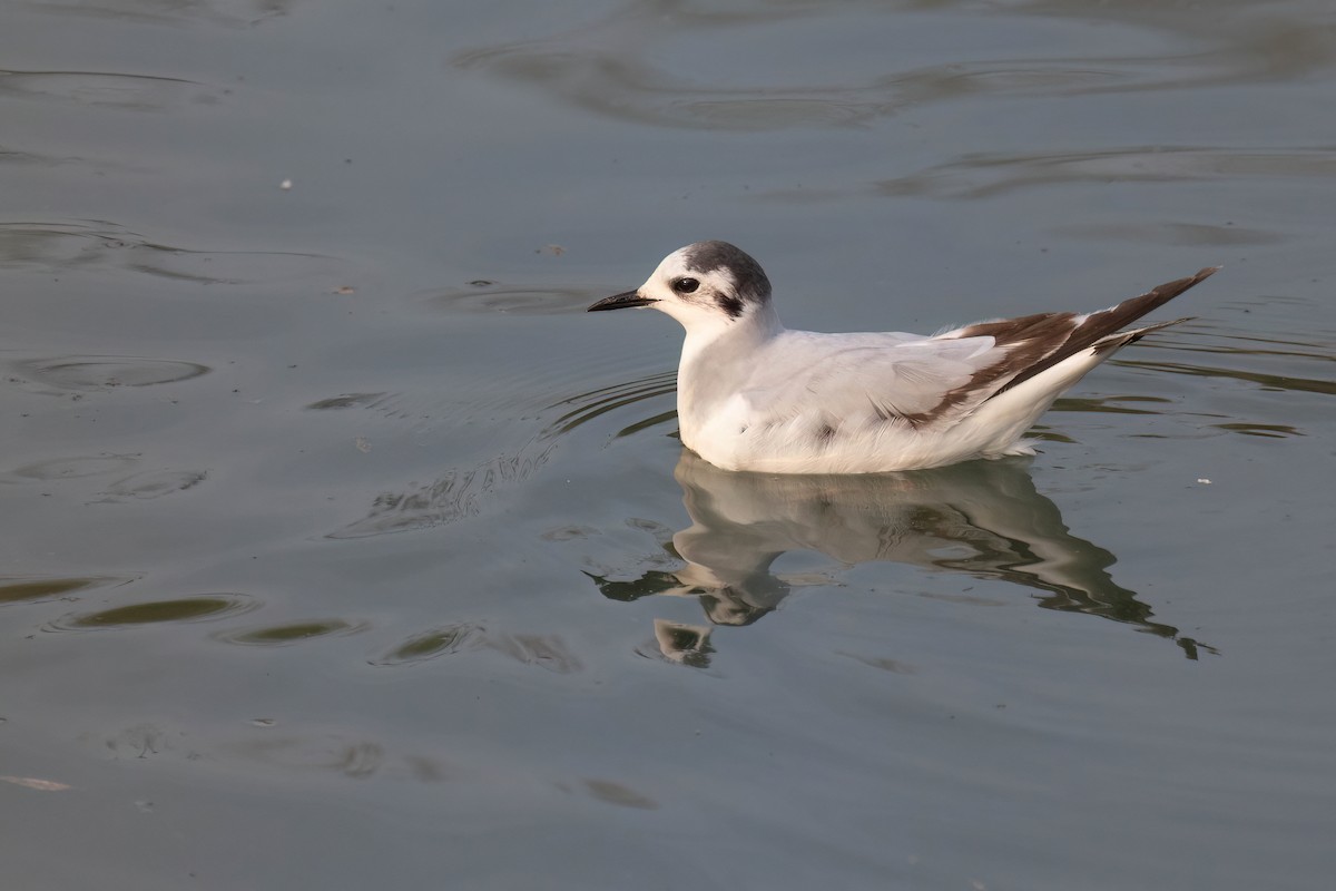 Little Gull - ML615953130