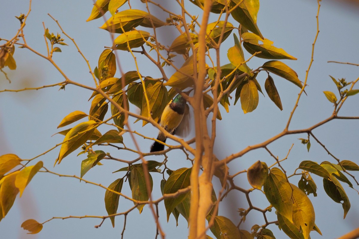 Variable Sunbird (Yellow-bellied) - Hasan Al-Farhan