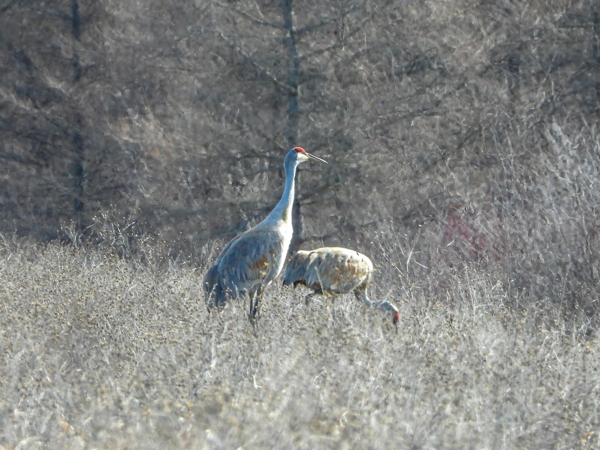 Sandhill Crane - Samuel Burckhardt