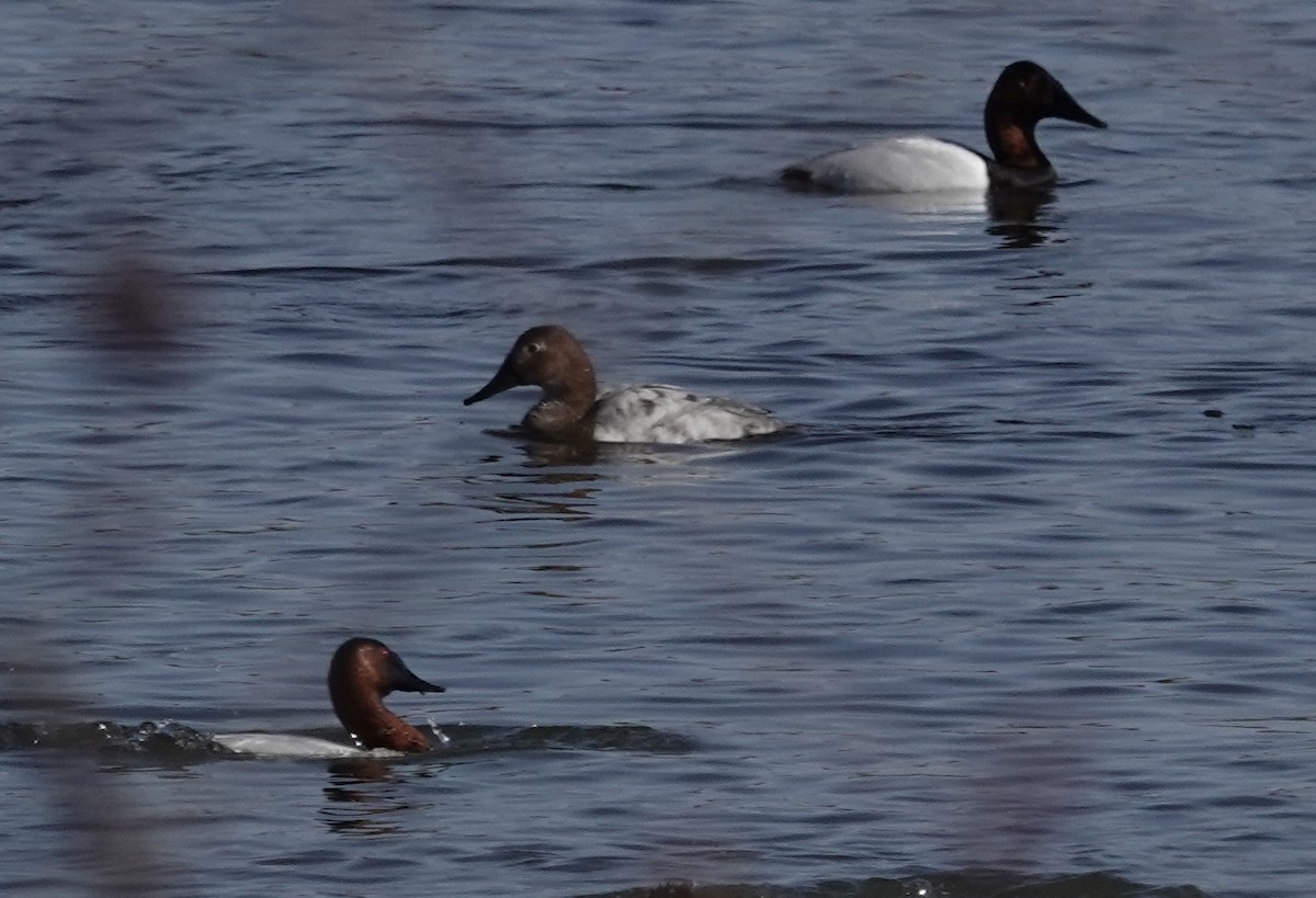 Canvasback - ML615953272