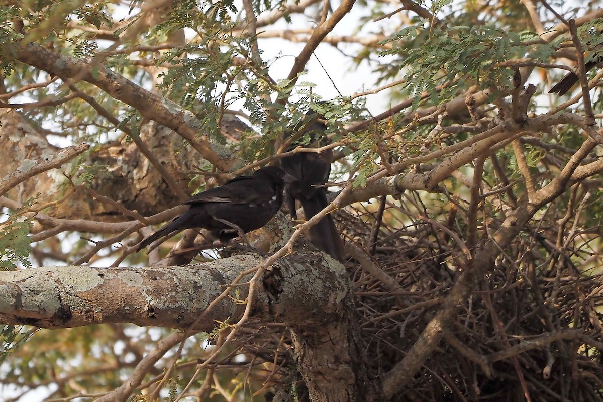 White-billed Buffalo-Weaver - ML615953274