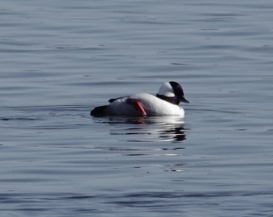 Bufflehead - ML615953280