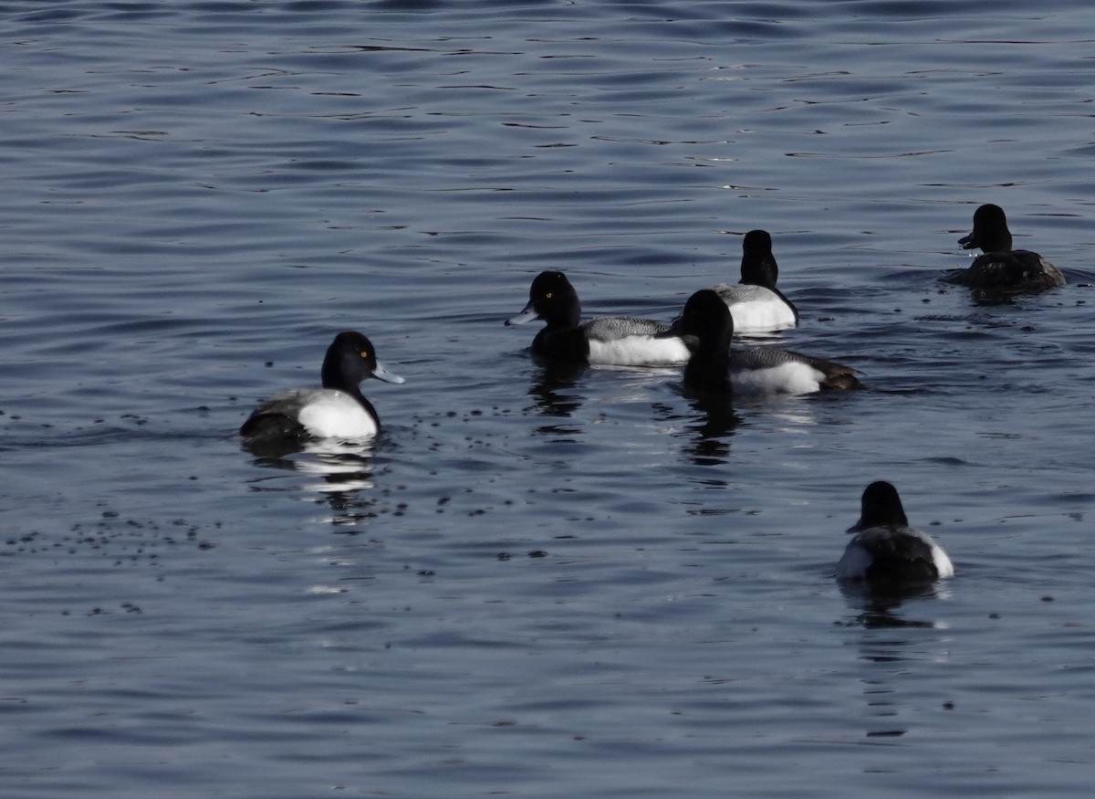 Lesser Scaup - Jeff Hollobaugh