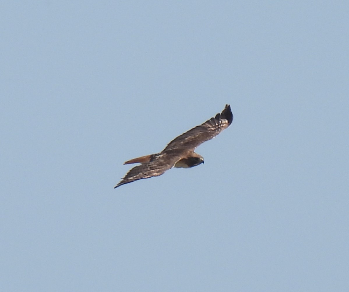 Red-tailed Hawk - ML615953355