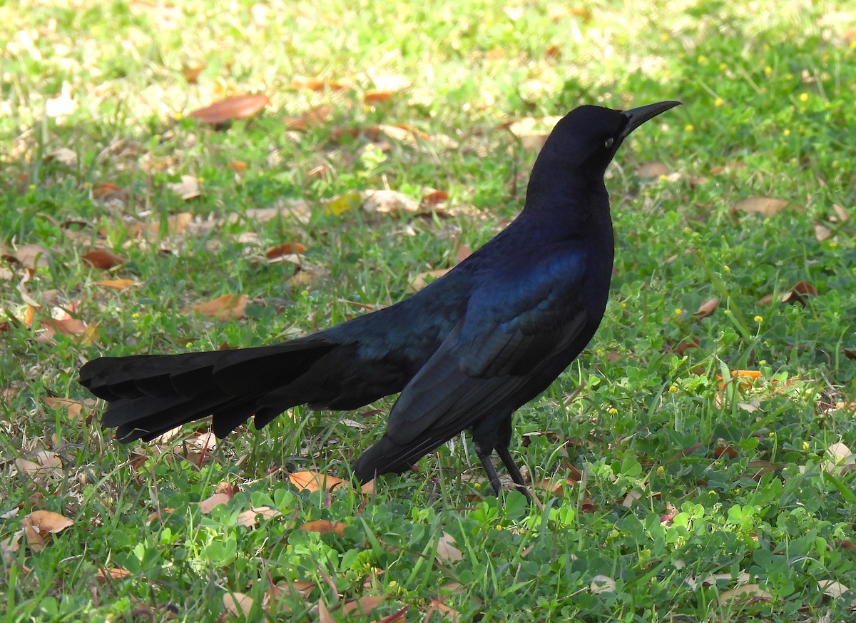 Great-tailed Grackle - ML615953359