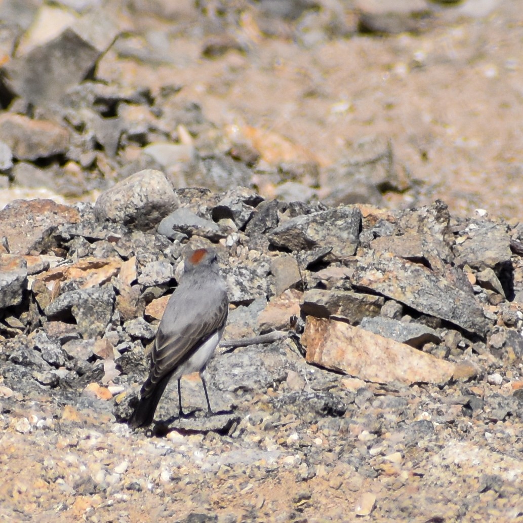 Rufous-naped Ground-Tyrant - ML615953396