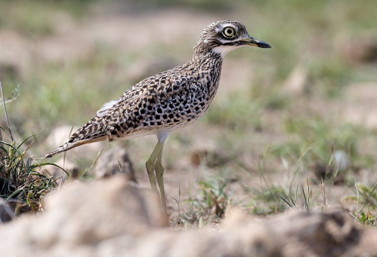 Spotted Thick-knee - ML615953399